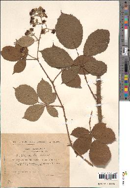 spécimen de Rubus godronii