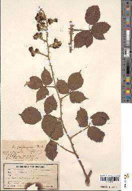 spécimen de Rubus godronii