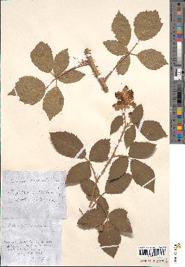 spécimen de Rubus gilloti x tomentosus