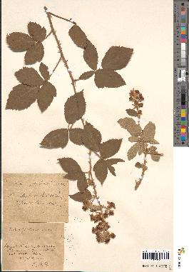 spécimen de Rubus gilloti x tomentosus