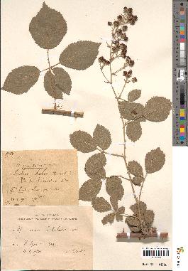 spécimen de Rubus hebetatus