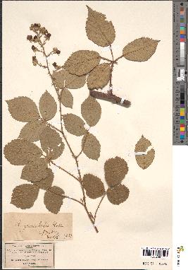 spécimen de Rubus hebetatus