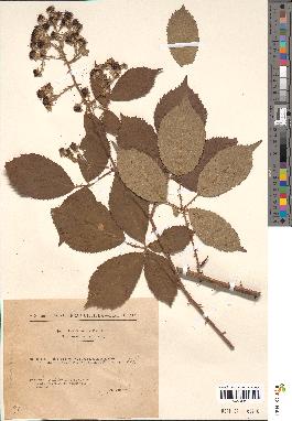 spécimen de Rubus hebetatus