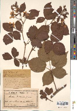 spécimen de Rubus fruticosus