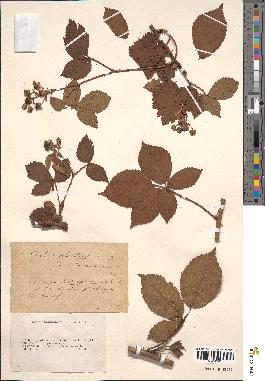 spécimen de Rubus fruticosus