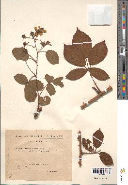 spécimen de Rubus holerythrus