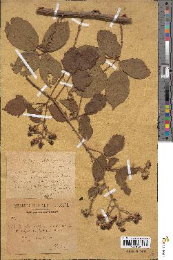 spécimen de Rubus villicaulis