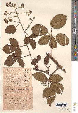 spécimen de Rubus villicaulis