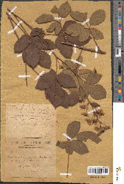 spécimen de Rubus villicaulis