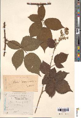 spécimen de Rubus thyrsiflorus