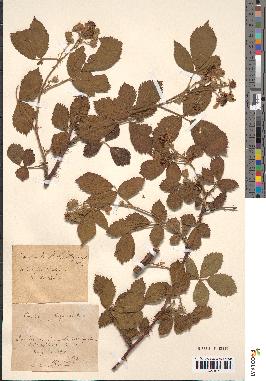 spécimen de Rubus lindleyanus