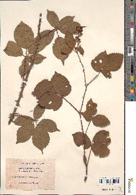 spécimen de Rubus villicaulis