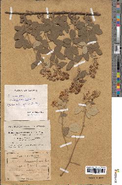 spécimen de Rubus tomentosus