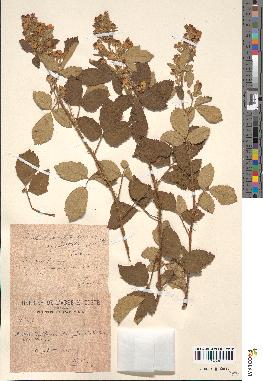 spécimen de Rubus tomentosus