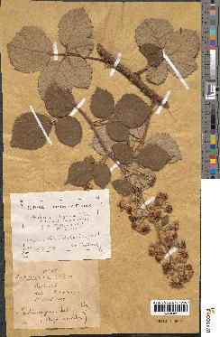 spécimen de Rubus × similigenus