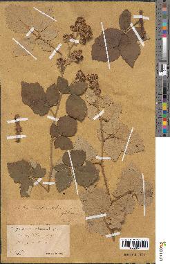 spécimen de Rubus × piletosus
