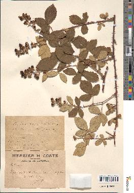 spécimen de Rubus ulmifolius