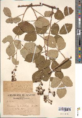 spécimen de Rubus ulmifolius