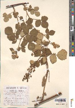 spécimen de Rubus tomentosus