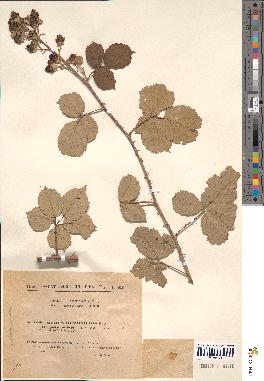 spécimen de Rubus argillaceus