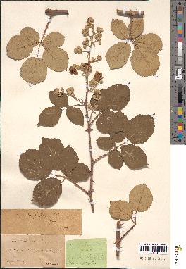 spécimen de Rubus argillaceus