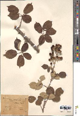 spécimen de Rubus ulmifolius