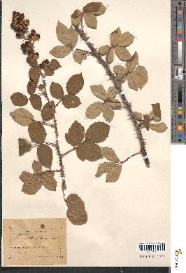 spécimen de Rubus ulmifolius