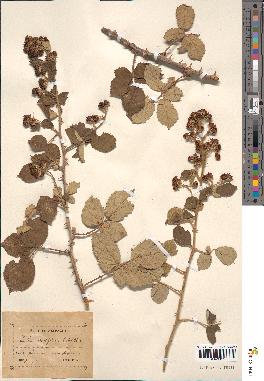 spécimen de Rubus ulmifolius