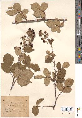 spécimen de Rubus ulmifolius