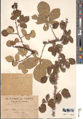 spécimen de Rubus ulmifolius