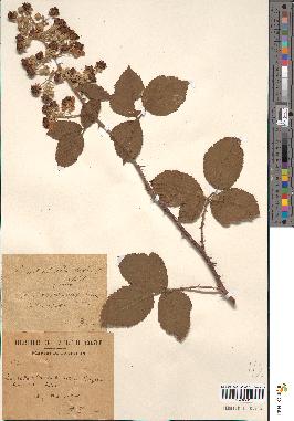 spécimen de Rubus ulmifolius