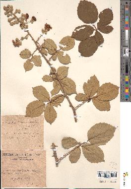 spécimen de Rubus ulmifolius