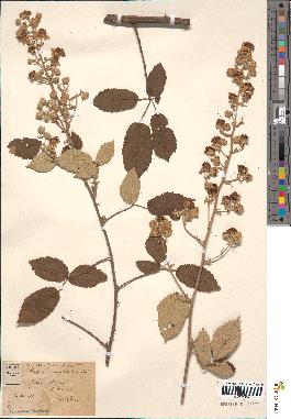 spécimen de Rubus contractifolius