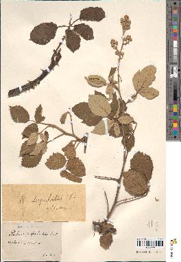 spécimen de Rubus contractifolius