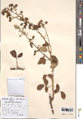 spécimen de Rubus contractifolius