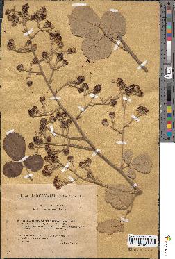 spécimen de Rubus contractifolius