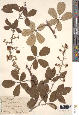 spécimen de Rubus ulmifolius