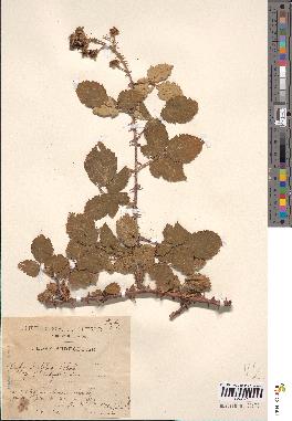 spécimen de Rubus cuneatus