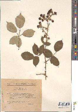 spécimen de Rubus heteromorphus