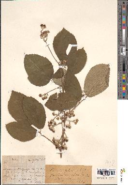 spécimen de Rubus heteromorphus