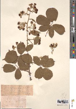 spécimen de Rubus heteromorphus