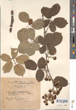 spécimen de Rubus argillaceus