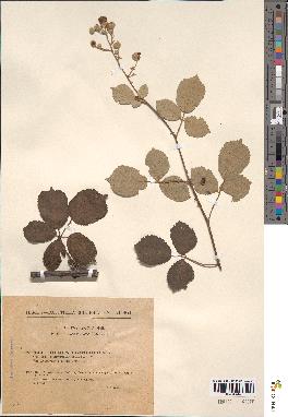 spécimen de Rubus argillaceus