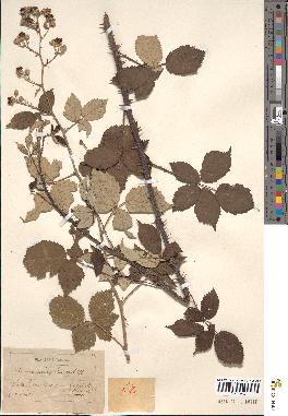 spécimen de Rubus tomentosa x ulmifolius