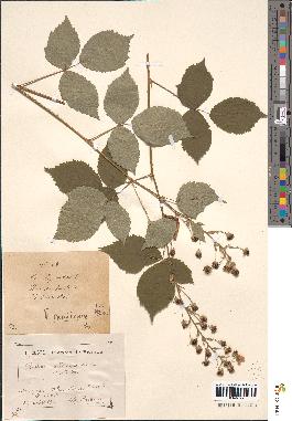 spécimen de Rubus phyllostachys