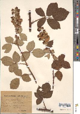 spécimen de Rubus thyrsanthus