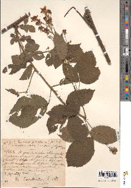 spécimen de Rubus thyrsanthus