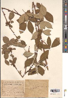 spécimen de Rubus tomentosus