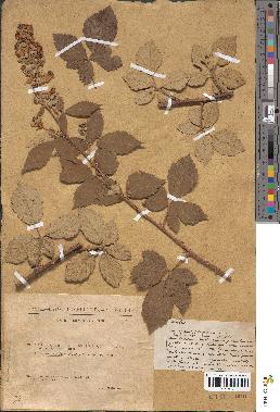 spécimen de Rubus × polyanthus