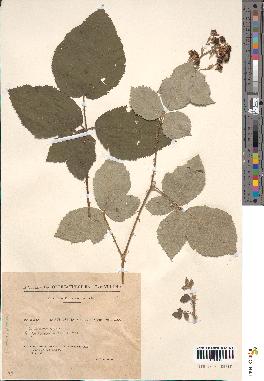 spécimen de Rubus × pseudosimillimus